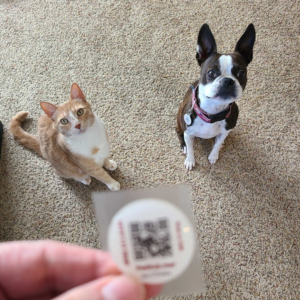 PetHub QR Pet ID Sticker – Upgrade Any Tag + Backup Pet Protection