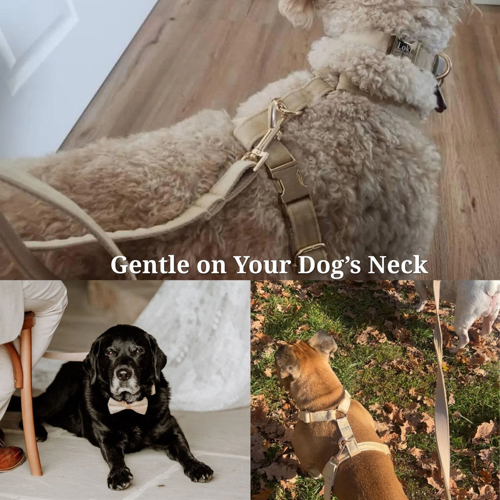 Nude Velvet Personalized Dog Harness & Leash Set