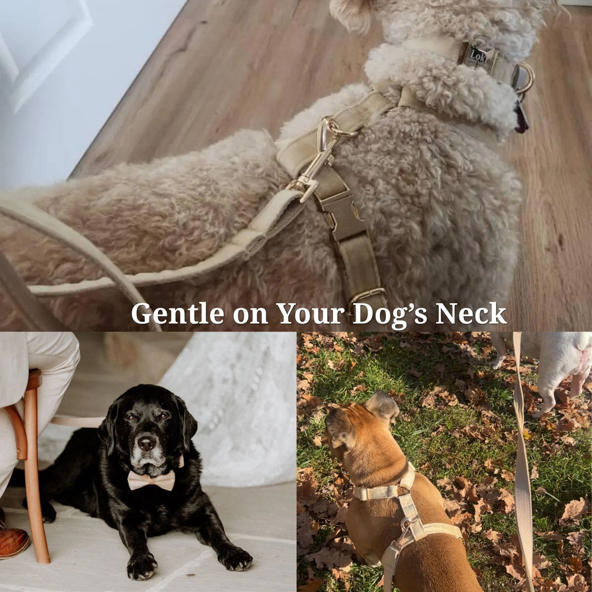 Nude Velvet Personalized Dog Harness & Leash Set