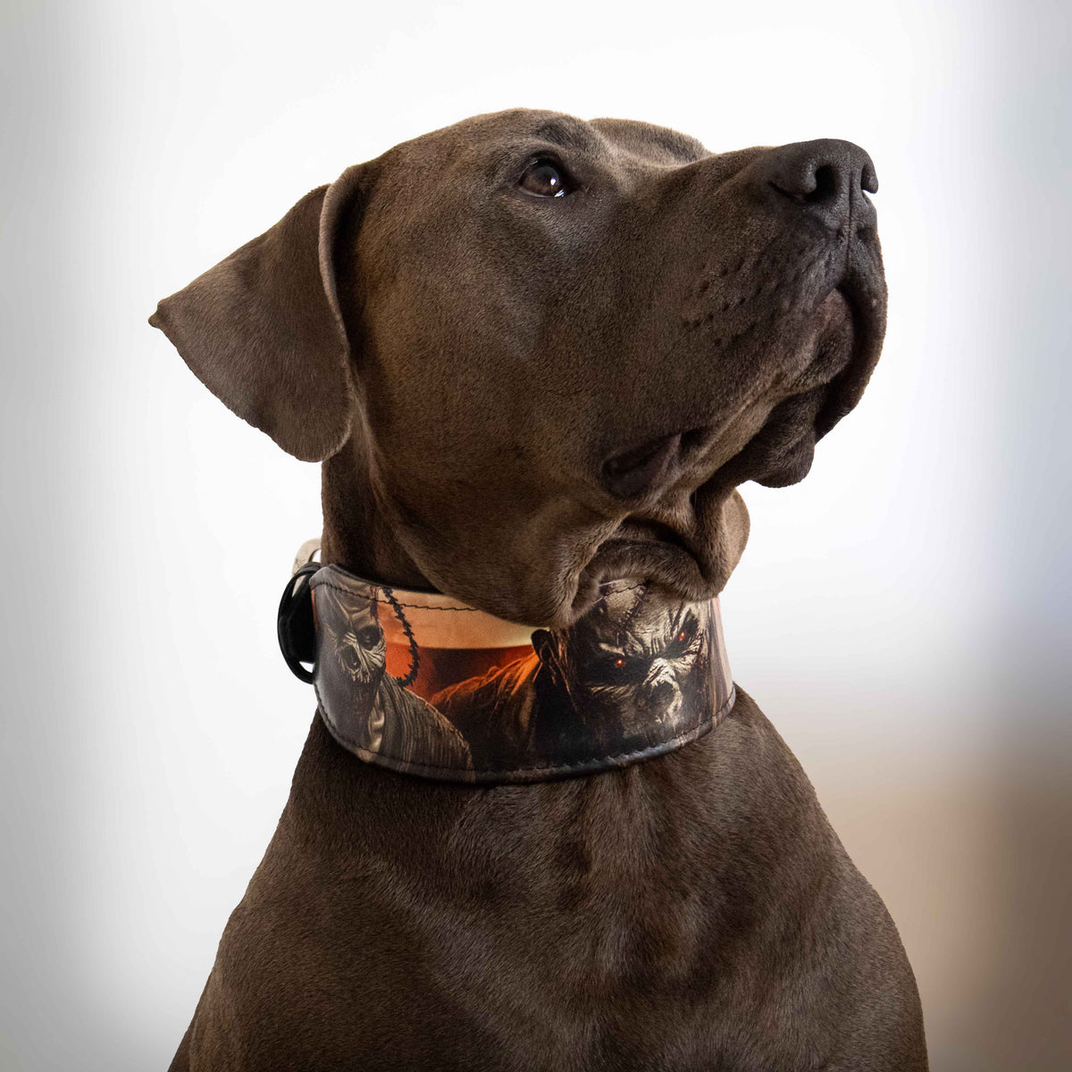 The Scare Collar Limited